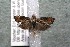 ( - 14-SRNP-40781)  @14 [ ] CreativeCommons  Attribution Non-Commercial Share-Alike (2017) Daniel H. Janzen Guanacaste Dry Forest Conservation Fund