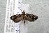  ( - 14-SRNP-40892)  @13 [ ] CreativeCommons  Attribution Non-Commercial Share-Alike (2017) Daniel H. Janzen Guanacaste Dry Forest Conservation Fund