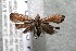  ( - 14-SRNP-41502)  @13 [ ] CreativeCommons  Attribution Non-Commercial Share-Alike (2017) Daniel H. Janzen Guanacaste Dry Forest Conservation Fund