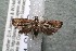  ( - 14-SRNP-41524)  @13 [ ] CreativeCommons  Attribution Non-Commercial Share-Alike (2017) Daniel H. Janzen Guanacaste Dry Forest Conservation Fund
