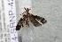  ( - 14-SRNP-42373)  @12 [ ] CreativeCommons  Attribution Non-Commercial Share-Alike (2017) Daniel H. Janzen Guanacaste Dry Forest Conservation Fund
