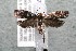  ( - 14-SRNP-42450)  @14 [ ] CreativeCommons  Attribution Non-Commercial Share-Alike (2017) Daniel H. Janzen Guanacaste Dry Forest Conservation Fund