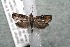  ( - 14-SRNP-42467)  @13 [ ] CreativeCommons  Attribution Non-Commercial Share-Alike (2017) Daniel H. Janzen Guanacaste Dry Forest Conservation Fund