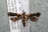 (Dichomeris BioLep22 - 14-SRNP-42626)  @14 [ ] CreativeCommons  Attribution Non-Commercial Share-Alike (2017) Daniel H. Janzen Guanacaste Dry Forest Conservation Fund