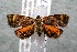  ( - 14-SRNP-42786)  @12 [ ] CreativeCommons  Attribution Non-Commercial Share-Alike (2017) Daniel H. Janzen Guanacaste Dry Forest Conservation Fund