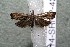  ( - 14-SRNP-42793)  @13 [ ] CreativeCommons  Attribution Non-Commercial Share-Alike (2017) Daniel H. Janzen Guanacaste Dry Forest Conservation Fund