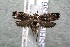  ( - 14-SRNP-43615)  @13 [ ] CreativeCommons  Attribution Non-Commercial Share-Alike (2017) Daniel H. Janzen Guanacaste Dry Forest Conservation Fund
