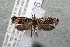  ( - 14-SRNP-43617)  @14 [ ] CreativeCommons  Attribution Non-Commercial Share-Alike (2017) Daniel H. Janzen Guanacaste Dry Forest Conservation Fund