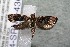  ( - 14-SRNP-43622)  @13 [ ] CreativeCommons  Attribution Non-Commercial Share-Alike (2017) Daniel H. Janzen Guanacaste Dry Forest Conservation Fund