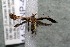  ( - 14-SRNP-44149)  @12 [ ] CreativeCommons  Attribution Non-Commercial Share-Alike (2017) Daniel H. Janzen Guanacaste Dry Forest Conservation Fund