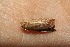  ( - 14-SRNP-45178)  @12 [ ] CreativeCommons  Attribution Non-Commercial Share-Alike (2017) Daniel H. Janzen Guanacaste Dry Forest Conservation Fund