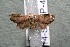  (elachBioLep01 BioLep1315 - 14-SRNP-45459)  @13 [ ] CreativeCommons  Attribution Non-Commercial Share-Alike (2017) Daniel H. Janzen Guanacaste Dry Forest Conservation Fund
