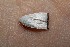  ( - 14-SRNP-45525)  @13 [ ] CreativeCommons  Attribution Non-Commercial Share-Alike (2017) Daniel H. Janzen Guanacaste Dry Forest Conservation Fund