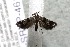  ( - 14-SRNP-46138)  @13 [ ] CreativeCommons  Attribution Non-Commercial Share-Alike (2017) Daniel H. Janzen Guanacaste Dry Forest Conservation Fund