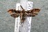  (Dichomeris Janzen274 - 14-SRNP-46195)  @13 [ ] CreativeCommons  Attribution Non-Commercial Share-Alike (2017) Daniel H. Janzen Guanacaste Dry Forest Conservation Fund