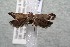  ( - 14-SRNP-46623)  @12 [ ] CreativeCommons  Attribution Non-Commercial Share-Alike (2017) Daniel H. Janzen Guanacaste Dry Forest Conservation Fund