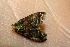  ( - 14-SRNP-47554)  @13 [ ] CreativeCommons  Attribution Non-Commercial Share-Alike (2017) Daniel H. Janzen Guanacaste Dry Forest Conservation Fund