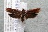  ( - 14-SRNP-4896)  @13 [ ] CreativeCommons  Attribution Non-Commercial Share-Alike (2017) Daniel H. Janzen Guanacaste Dry Forest Conservation Fund
