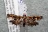  ( - 14-SRNP-5561)  @13 [ ] CreativeCommons  Attribution Non-Commercial Share-Alike (2017) Daniel H. Janzen Guanacaste Dry Forest Conservation Fund