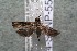  ( - 14-SRNP-5562)  @13 [ ] CreativeCommons  Attribution Non-Commercial Share-Alike (2017) Daniel H. Janzen Guanacaste Dry Forest Conservation Fund