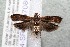  (Dichomeris Janzen1465 - 14-SRNP-57086)  @15 [ ] CreativeCommons  Attribution Non-Commercial Share-Alike (2017) Daniel H. Janzen Guanacaste Dry Forest Conservation Fund