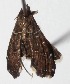  ( - 14-SRNP-58454)  @11 [ ] CreativeCommons  Attribution Non-Commercial Share-Alike (2017) Daniel H. Janzen Guanacaste Dry Forest Conservation Fund