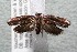  ( - 14-SRNP-639)  @14 [ ] CreativeCommons  Attribution Non-Commercial Share-Alike (2017) Daniel H. Janzen Guanacaste Dry Forest Conservation Fund