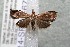  (crambidBioLep01 BioLep77 - 14-SRNP-67327)  @14 [ ] CreativeCommons  Attribution Non-Commercial Share-Alike (2017) Daniel H. Janzen Guanacaste Dry Forest Conservation Fund