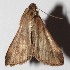 ( - 14-SRNP-71759)  @12 [ ] CreativeCommons  Attribution Non-Commercial Share-Alike (2017) Daniel H. Janzen Guanacaste Dry Forest Conservation Fund