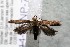  ( - 14-SRNP-75603)  @14 [ ] CreativeCommons  Attribution Non-Commercial Share-Alike (2017) Daniel H. Janzen Guanacaste Dry Forest Conservation Fund