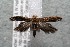  (Scrobipalpula - 14-SRNP-75638)  @14 [ ] CreativeCommons  Attribution Non-Commercial Share-Alike (2017) Daniel H. Janzen Guanacaste Dry Forest Conservation Fund