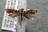  ( - 14-SRNP-75695)  @13 [ ] CreativeCommons  Attribution Non-Commercial Share-Alike (2017) Daniel H. Janzen Guanacaste Dry Forest Conservation Fund