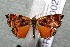  ( - 14-SRNP-80020)  @13 [ ] CreativeCommons  Attribution Non-Commercial Share-Alike (2017) Daniel H. Janzen Guanacaste Dry Forest Conservation Fund