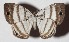  ( - 14-SRNP-80410)  @14 [ ] CreativeCommons  Attribution Non-Commercial Share-Alike (2017) Daniel H. Janzen Guanacaste Dry Forest Conservation Fund