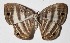  ( - 14-SRNP-80410)  @14 [ ] CreativeCommons  Attribution Non-Commercial Share-Alike (2017) Daniel H. Janzen Guanacaste Dry Forest Conservation Fund