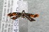  ( - 14-SRNP-80619)  @12 [ ] CreativeCommons  Attribution Non-Commercial Share-Alike (2017) Daniel H. Janzen Guanacaste Dry Forest Conservation Fund