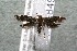  ( - 14-SRNP-849)  @12 [ ] CreativeCommons  Attribution Non-Commercial Share-Alike (2017) Daniel H. Janzen Guanacaste Dry Forest Conservation Fund