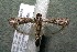  ( - 15-SRNP-10189)  @14 [ ] CreativeCommons  Attribution Non-Commercial Share-Alike (2017) Daniel H. Janzen Guanacaste Dry Forest Conservation Fund