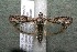  ( - 15-SRNP-10191)  @14 [ ] CreativeCommons  Attribution Non-Commercial Share-Alike (2017) Daniel H. Janzen Guanacaste Dry Forest Conservation Fund