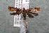  ( - 15-SRNP-117)  @13 [ ] CreativeCommons  Attribution Non-Commercial Share-Alike (2017) Daniel H. Janzen Guanacaste Dry Forest Conservation Fund