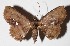  ( - 15-SRNP-1726)  @11 [ ] CreativeCommons  Attribution Non-Commercial Share-Alike (2017) Daniel H. Janzen Guanacaste Dry Forest Conservation Fund