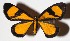  ( - 15-SRNP-21690)  @13 [ ] CreativeCommons  Attribution Non-Commercial Share-Alike (2017) Daniel H. Janzen Guanacaste Dry Forest Conservation Fund
