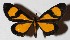  ( - 15-SRNP-21753)  @13 [ ] CreativeCommons  Attribution Non-Commercial Share-Alike (2017) Daniel H. Janzen Guanacaste Dry Forest Conservation Fund