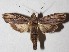 ( - 15-SRNP-21788)  @14 [ ] CreativeCommons  Attribution Non-Commercial Share-Alike (2017) Daniel H. Janzen Guanacaste Dry Forest Conservation Fund