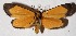  ( - 15-SRNP-21823)  @14 [ ] CreativeCommons  Attribution Non-Commercial Share-Alike (2017) Daniel H. Janzen Guanacaste Dry Forest Conservation Fund