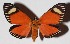  ( - 15-SRNP-26194)  @14 [ ] CreativeCommons  Attribution Non-Commercial Share-Alike (2017) Daniel H. Janzen Guanacaste Dry Forest Conservation Fund