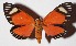  ( - 15-SRNP-26197)  @14 [ ] CreativeCommons  Attribution Non-Commercial Share-Alike (2017) Daniel H. Janzen Guanacaste Dry Forest Conservation Fund
