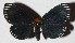  ( - 15-SRNP-26206)  @14 [ ] CreativeCommons  Attribution Non-Commercial Share-Alike (2017) Daniel H. Janzen Guanacaste Dry Forest Conservation Fund