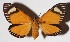  ( - 15-SRNP-26212)  @14 [ ] CreativeCommons  Attribution Non-Commercial Share-Alike (2017) Daniel H. Janzen Guanacaste Dry Forest Conservation Fund