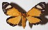  ( - 15-SRNP-26213)  @14 [ ] CreativeCommons  Attribution Non-Commercial Share-Alike (2017) Daniel H. Janzen Guanacaste Dry Forest Conservation Fund